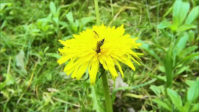 Rovar, bug, flover, garden, macro