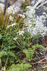 Close-up image of Gingidia montana commonly known as  Mountain carrot
