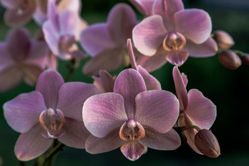 Fototapeta na wymiar Wunderschöne Nachtfalterorchidee, Phalaenopsis Orchideen