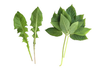 Green leaves of edible plants, ground elder and dandelion isolated on white background. Fresh leaves of ground elder and dandelion.