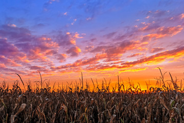 Vibrant Autumn Harvest - Corn stalks are silhouetted by a beautiful, vibrant sunset in the American...