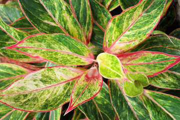 Colorful aglaonema ornamental plants blooming in garden , top view green leaves with red line edge patterns texture for nature tropical background