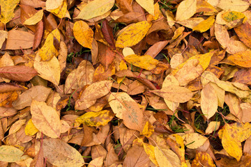 A lot of yellowed leaves on the ground. Background of fallen leaves. The concept of the onset of autumn