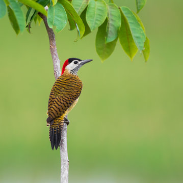 Spot-breasted Woodpecker - Colaptes Punctigula