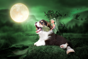 Corgi puppy in a fairy forest with a fairy.