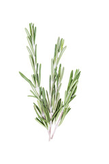 Rosemary herb closeup isolated on white background. Top view