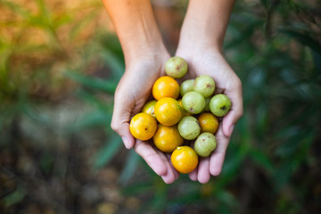 Small citrus oranges in the hands, garden