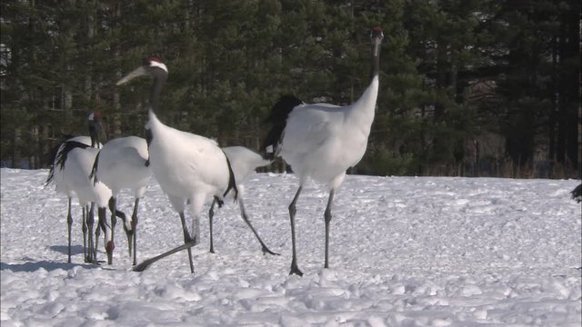 タンチョウツルのダンス、鳴き声