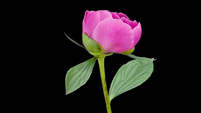 Pink peony bloom buds ALPHA matte, FULL HD (Paeonia Gay Paree)