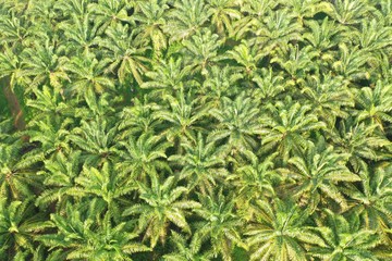 Palm oil trees in plantation. Aerial photo 