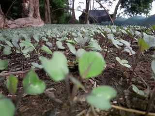young plants in the garden
