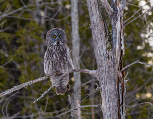 Great Grey Owl Perched in Tree in Winter