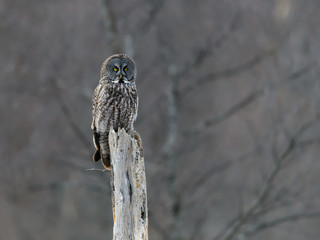  Great Grey Owl Perched on Dead Tree Trunk  in Winter