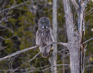 Great Grey Owl Perched in Tree in Winter