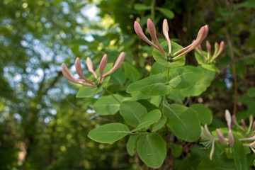 Pink buds of honeysuckle Lonícera caprifolium like hands with upturned fingers on stems with oval leaves against a background of trees and blurred greenery