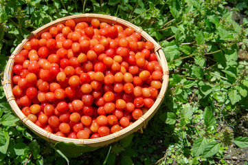 サクランボのカゴ盛り