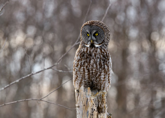  Great Grey Owl Perched on Dead Tree Trunk  in Winter
