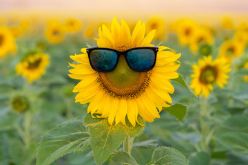 sunglasses of Sunflower blooming in Sunflowers garden