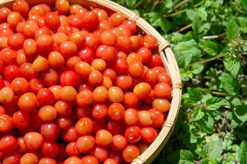 サクランボのカゴ盛り