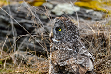 Great Grey Owl Closeup Portrait in Winter