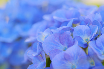 hydrangea in summer