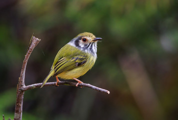 Eared Pygmy-Tyrant - Myiornis auricularis