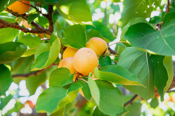 apricot on the tree ready for harvest