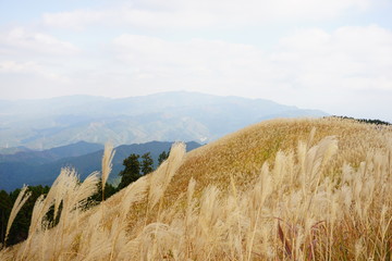 大阪府　岩湧山