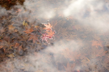 紅葉