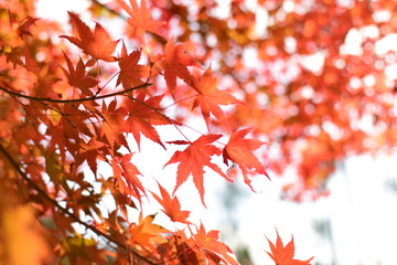 紅葉