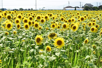 ひまわり畑