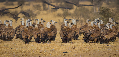 Eurasian Griffon vultures (Gyps fulvus) flocks flying and sitting on carcass near Bikaner, Rajasthan, India