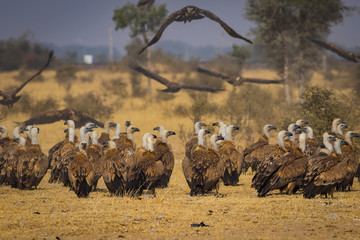 Eurasian Griffon vultures (Gyps fulvus) flocks flying and sitting on carcass near Bikaner, Rajasthan, India