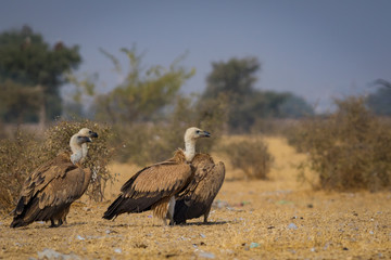 Eurasian Griffon vultures (Gyps fulvus) flocks flying and sitting on carcass near Bikaner, Rajasthan, India