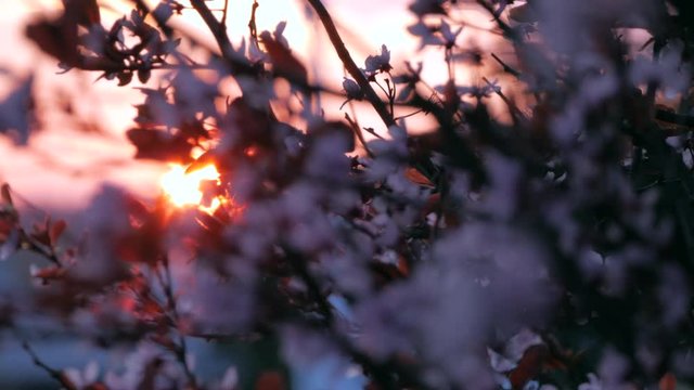 Super close up of a blooming tree with pink flowers seen in the setting sun