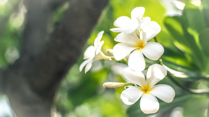 Obraz na płótnie Canvas Tropical flowers frangipani (Plumeria) . Beautiful white Plumeria rubra flower