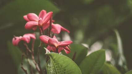 Tropical flowers frangipani (Plumeria) . Beautiful red Plumeria rubra flower