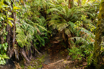 Walking in the Redwoods Forest Trails 
