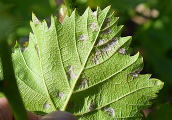 Manifestations of mildew on a grape leaf