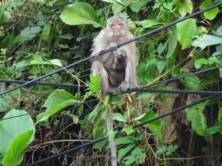 Singe et son bébé sur fils électrique