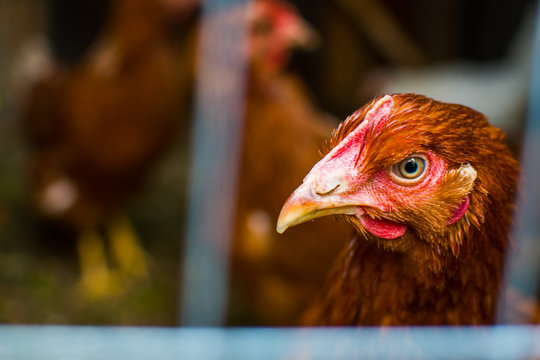  brown chicken in a cage close-up