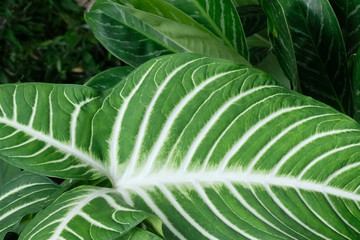 pattern of green leaf close up