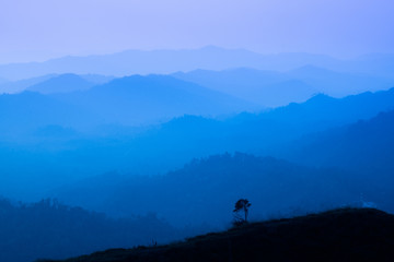 Fototapeta na wymiar The landscape of foggy autumn forest valley, mystical valley background. Pine trees silhouettes in a morning fog, blue colors