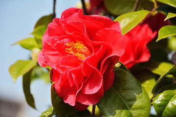 真っ赤な八重咲のツバキの花