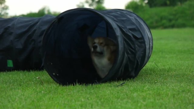 A dog runs in a tunnel during training, slow motion