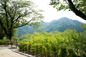 ベンチと緑の風景