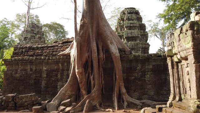 Ta Prom temple is one of the most famous temples of Angkor. TA prom Temple is known for its huge trees and roots growing from its walls. archaeological Park of Angkor, Siem reap, Cambodia.