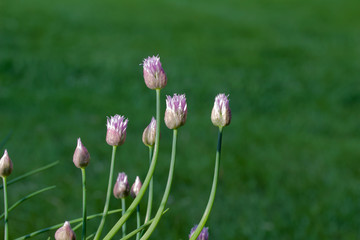 Close up abstract view of allium flowers (chives)