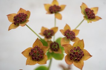 Bupleurum longifolium bronze form