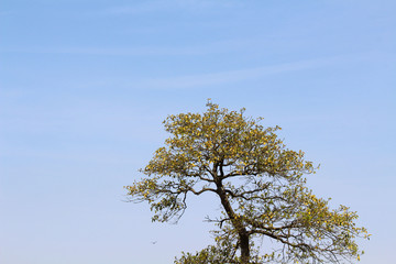 The tree and leaves during spring season in Japan